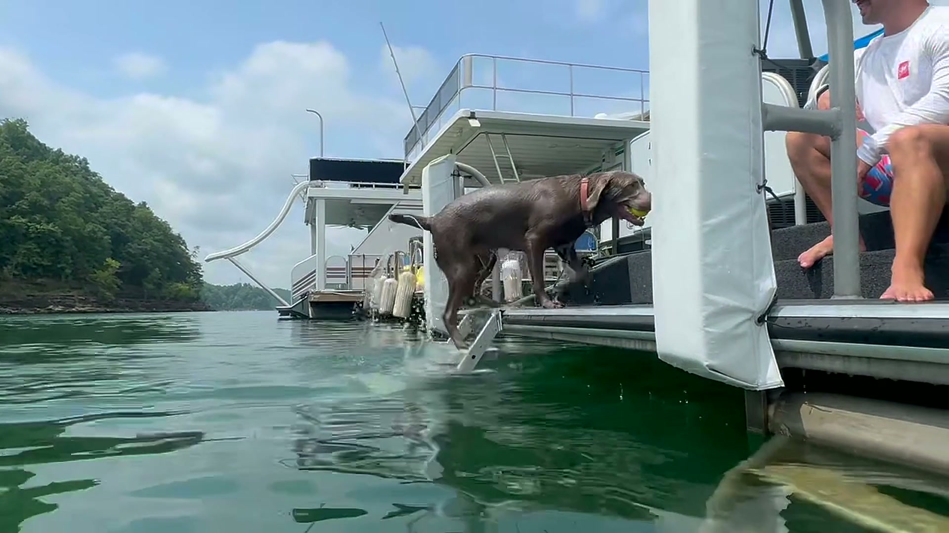 A wet chocolate Labrador carrying a tennis ball, climbing the nautiDAWGS ladder out of the lake onto a boat's swim platform
