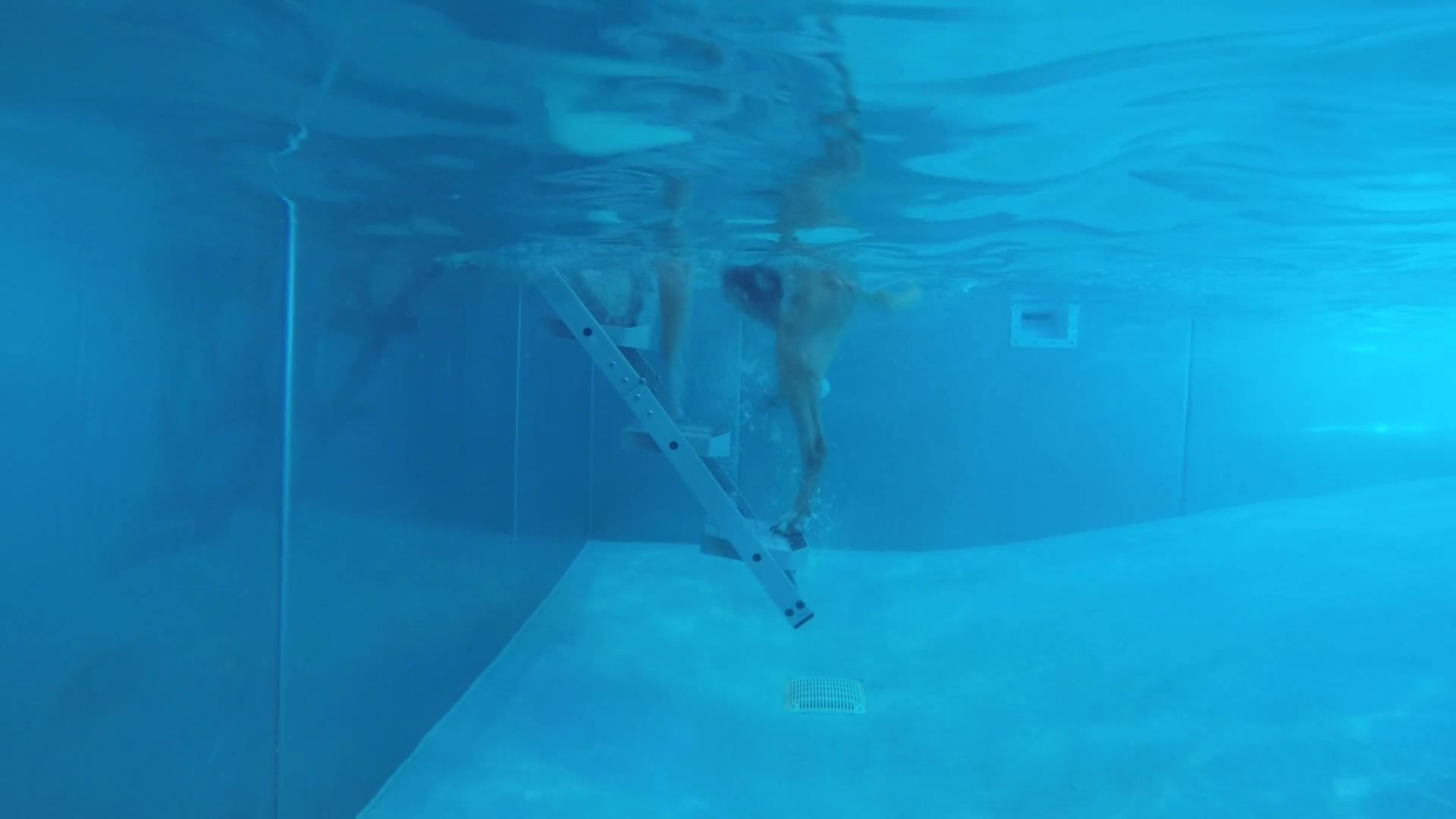 Filmed from under the water: Remmy swims to the nautiDAWGS ladder, puts his paws on the submerged steps and climbs up out of the pool